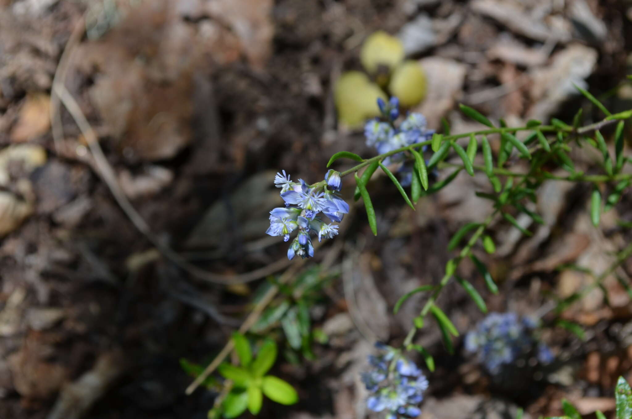 Image of Polygala gnidioides Willd.