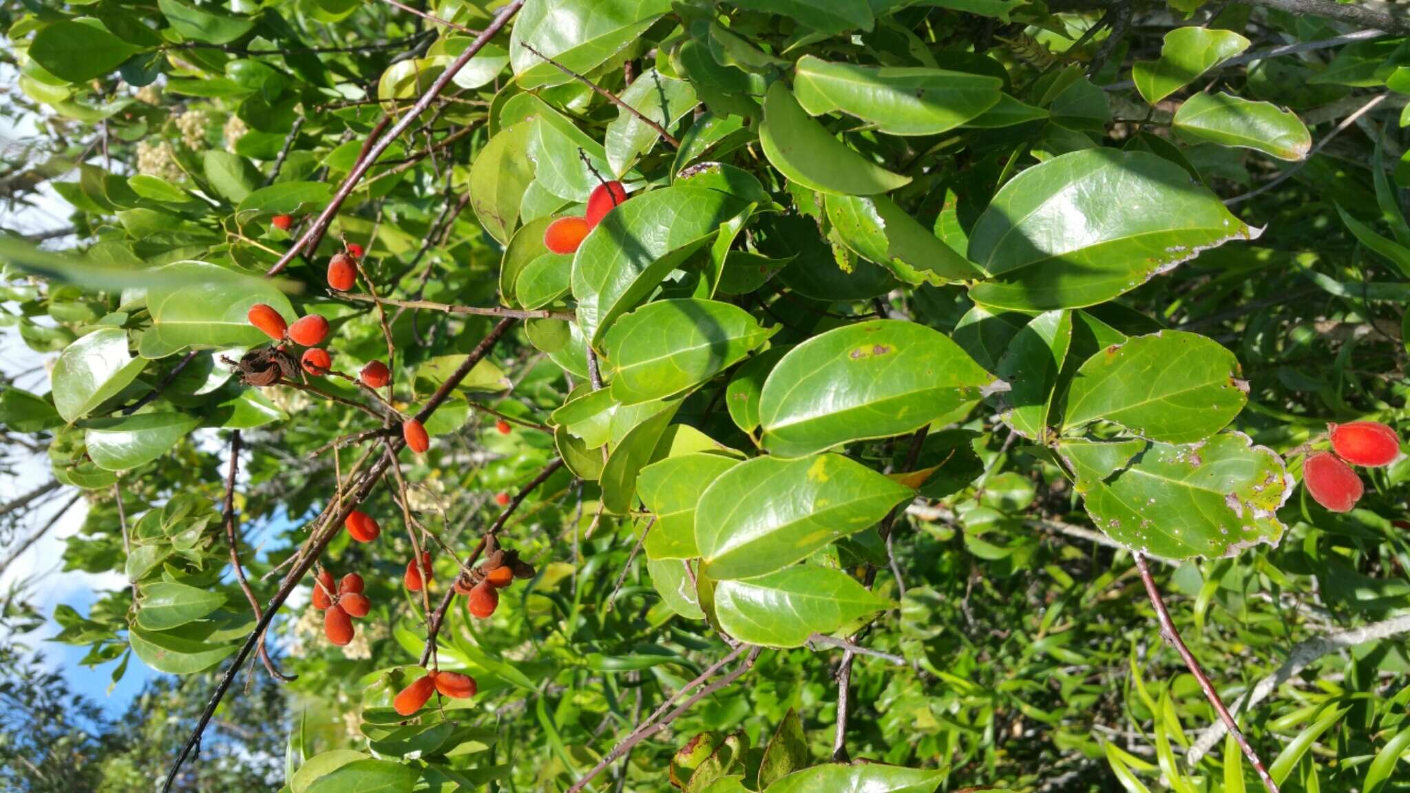 Слика од Agelaea pentagyna (Lam.) Baill.