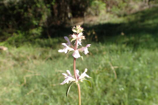 Image of Florida betony