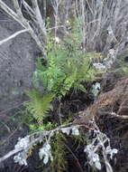 Image of Asplenium adiantum-nigrum var. solidum (Kunze) J. P. Roux