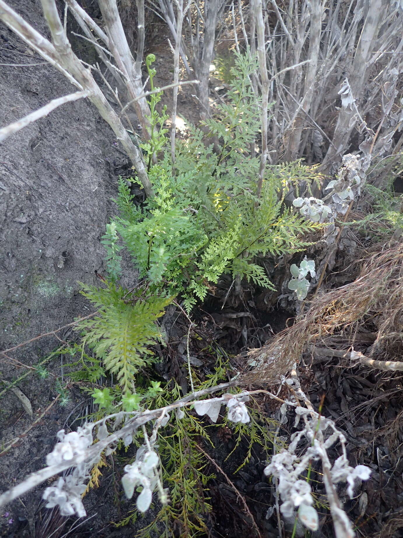 Image of Asplenium adiantum-nigrum var. solidum (Kunze) J. P. Roux