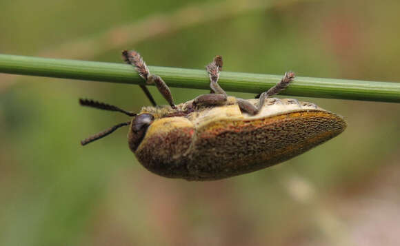 Image of <i>Neojulodis <i>vittipennis</i></i> vittipennis