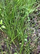 Image of prickly bog sedge