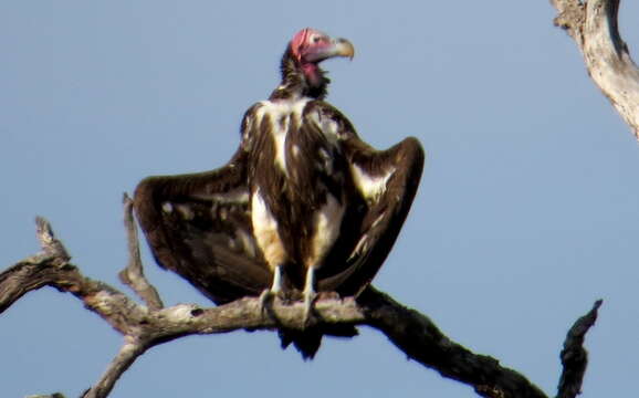 Image of Torgos Kaup 1828