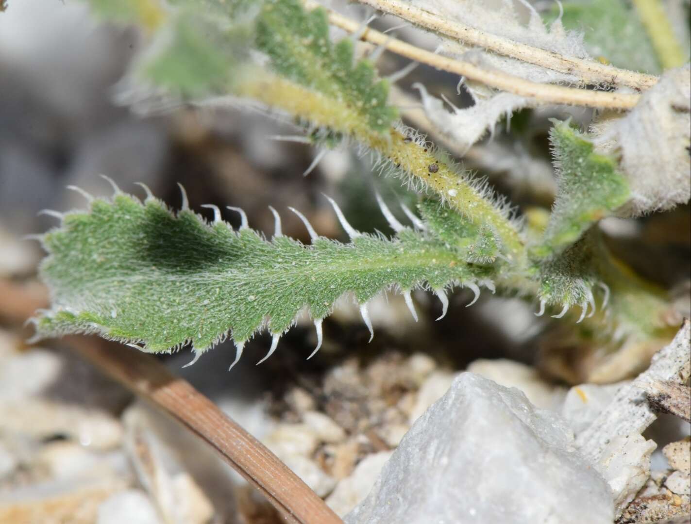 Xanthisma grindelioides var. depressum (Maguire) D. R. Morgan & R. L. Hartman resmi