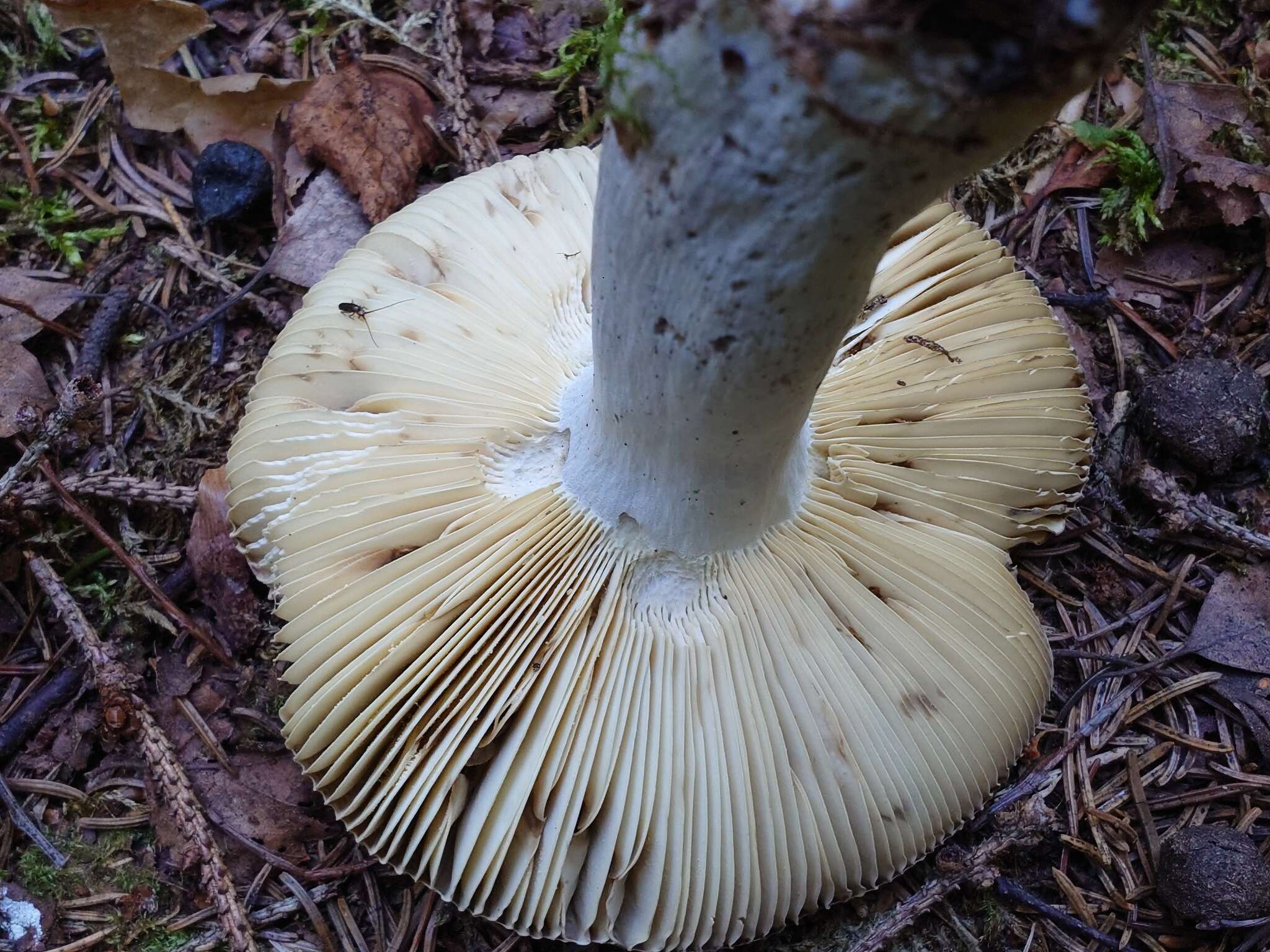 葡酒紅菇的圖片