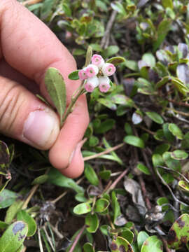 Image of bearberry