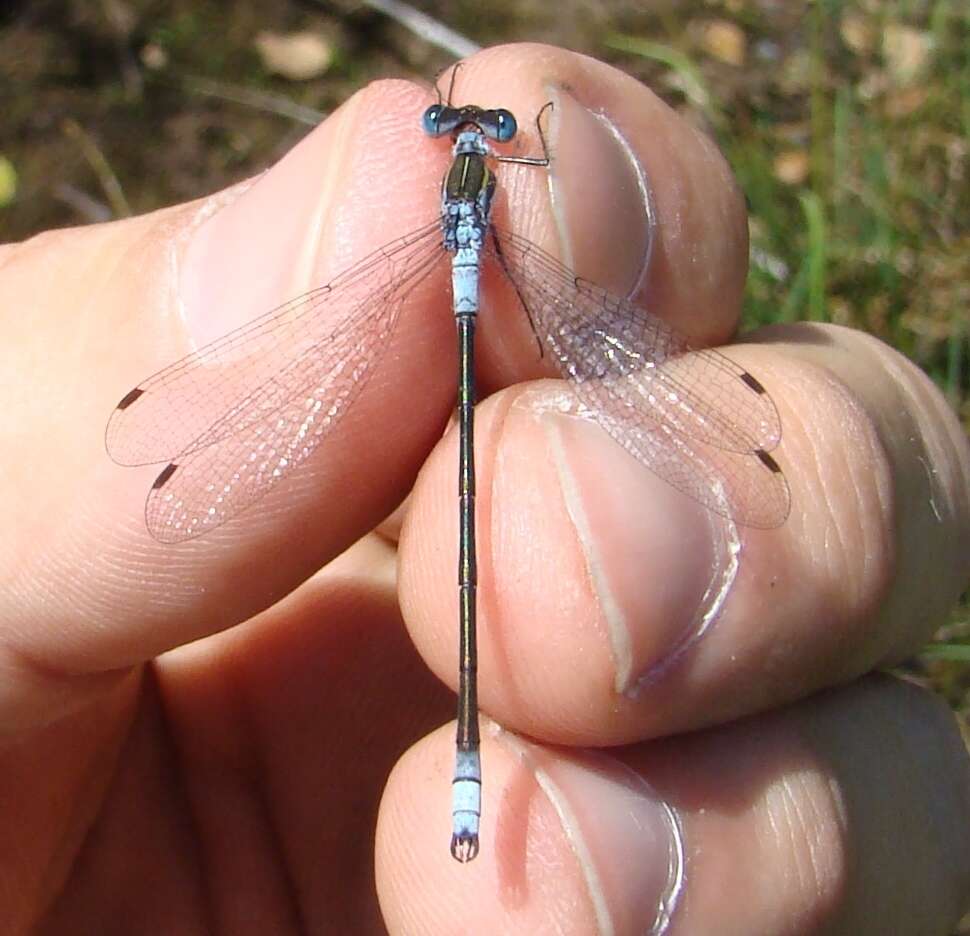 Image of Northern Spreadwing