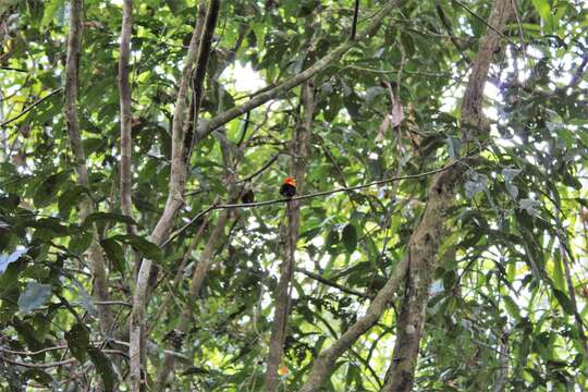 Image of Wire-tailed Manakin