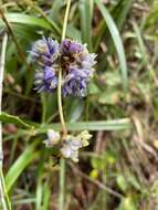 Image of Dianella congesta R. Br.