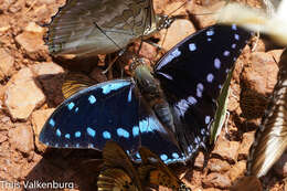 Charaxes ameliae Doumet 1861 resmi