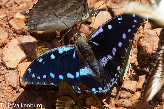 Image of Charaxes ameliae Doumet 1861