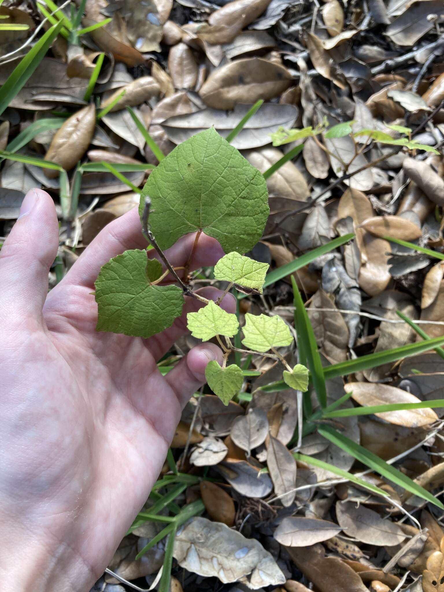 Image of Florida grape