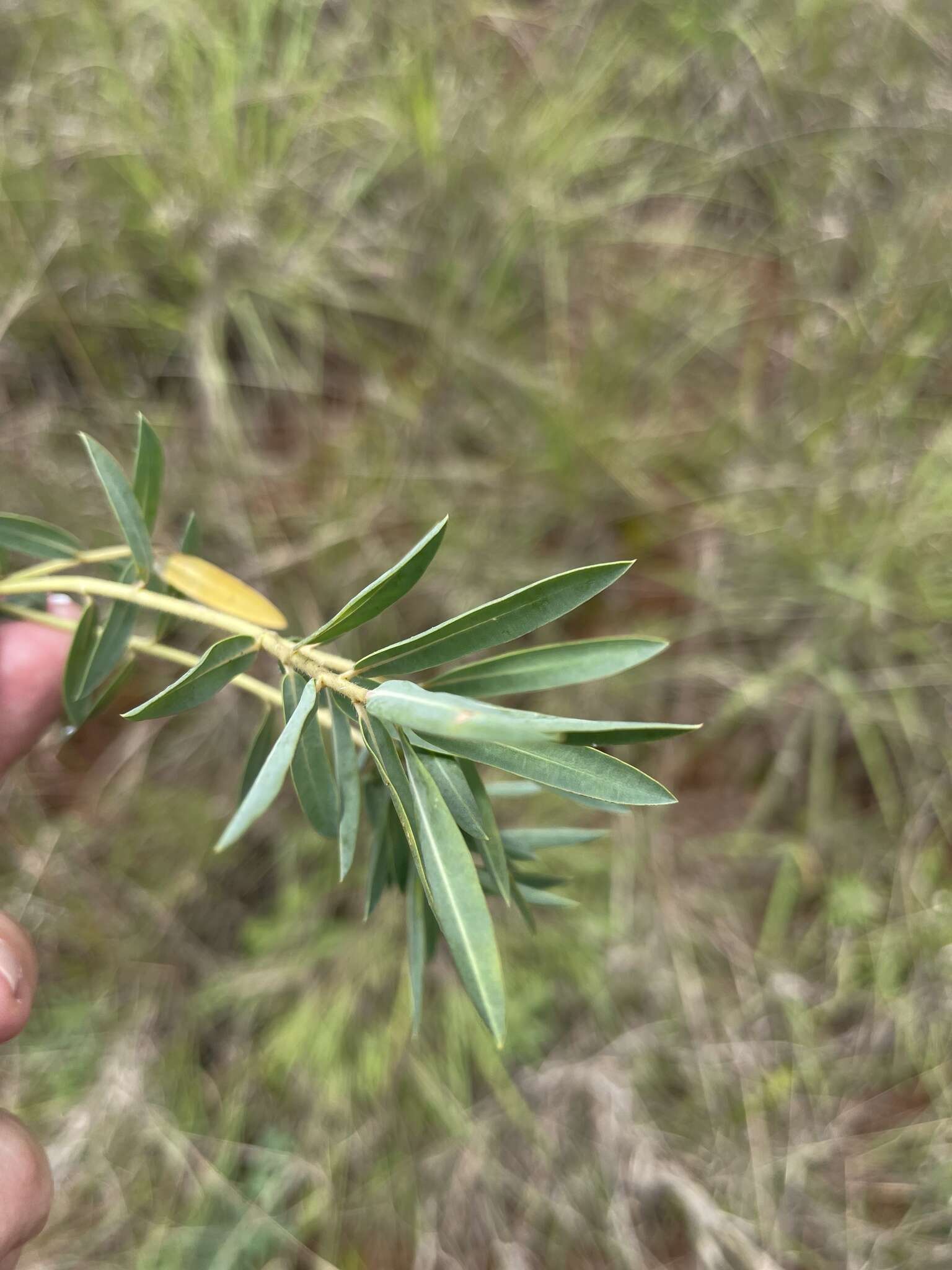 Image of Euphorbia gueinzii Boiss.