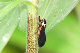 Sivun Scieroptera splendidula (Fabricius 1775) kuva