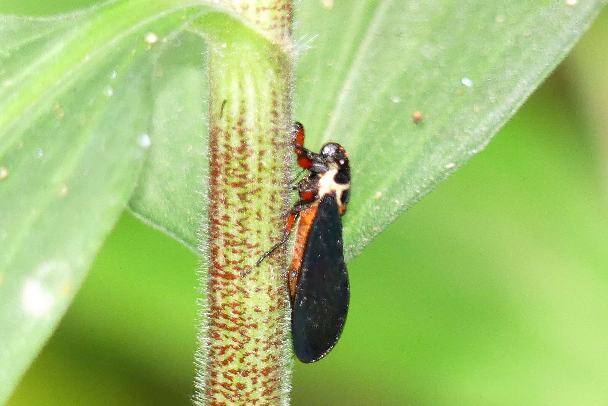 Sivun Scieroptera splendidula (Fabricius 1775) kuva