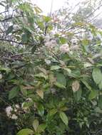 Image of Ehretia longiflora Champion ex Benth.