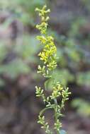 Image of showy goldenrod