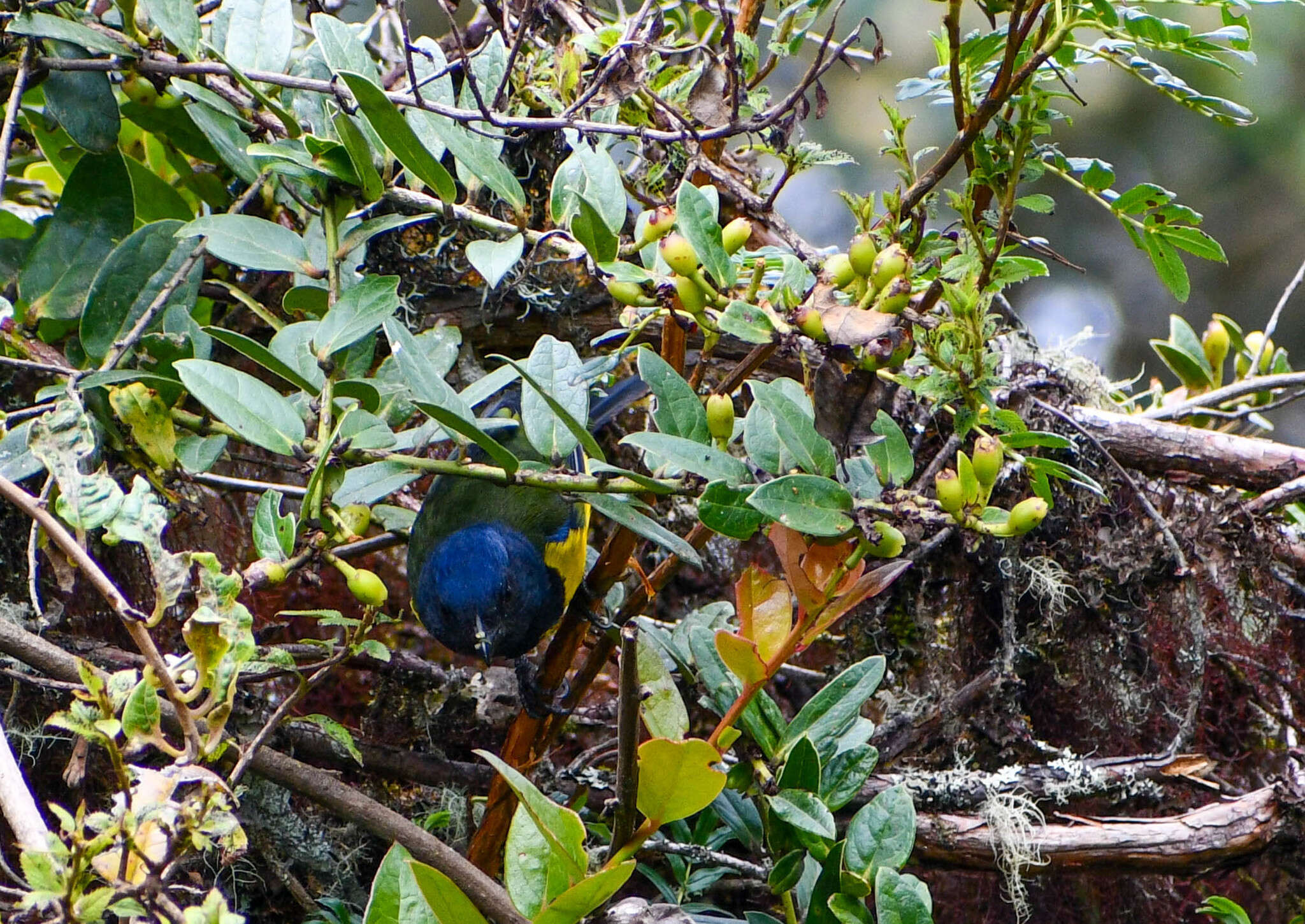 Image of Black-chested Mountain Tanager