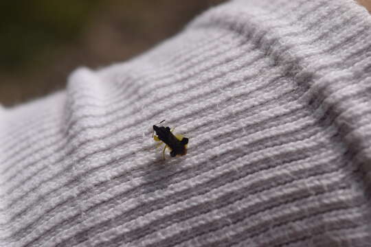 Image of Pennsylvania Ambush Bug