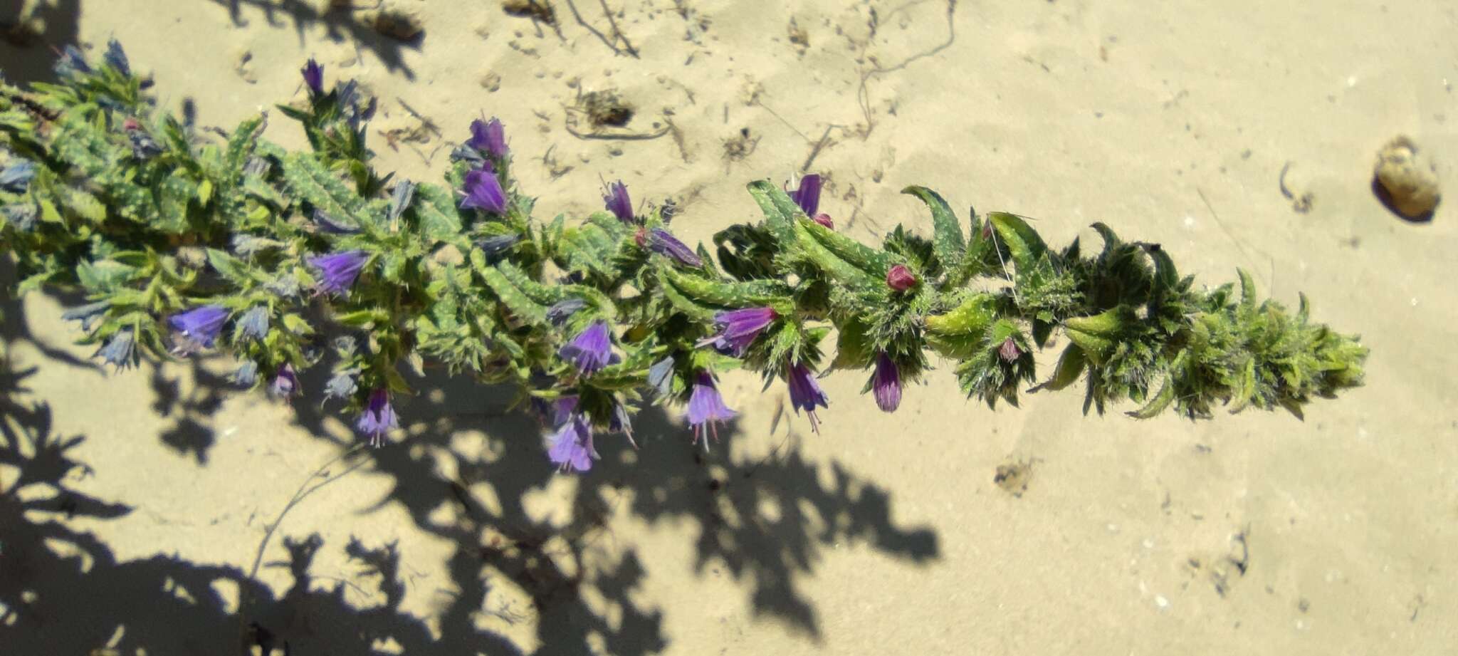 Echium gaditanum Boiss.的圖片