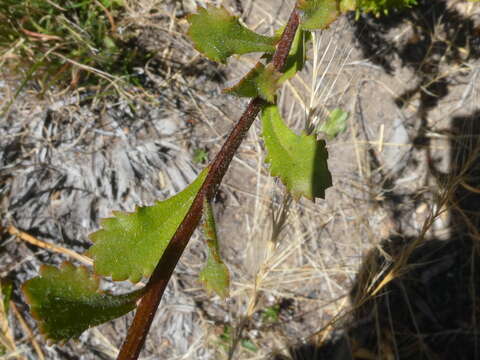 Image of Pseudoselago verbenacea (L. fil.) O. M. Hilliard