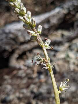 Image of Klamath rushlily