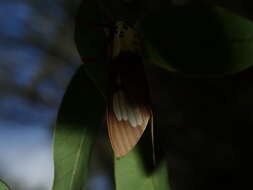 Image of Amerila crokeri MacLeay 1827