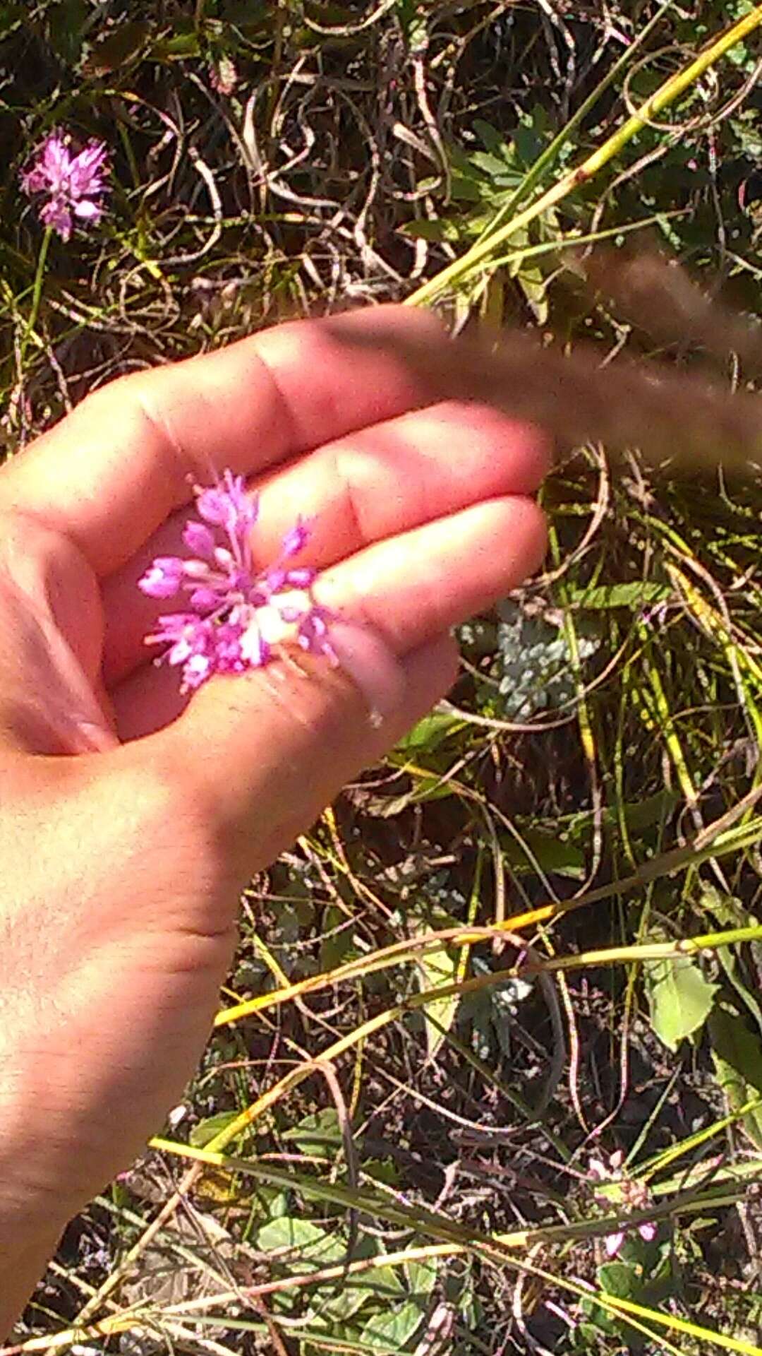 Image of Allium saxatile M. Bieb.