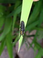 Image of Hemierana marginata (Fabricius 1798)