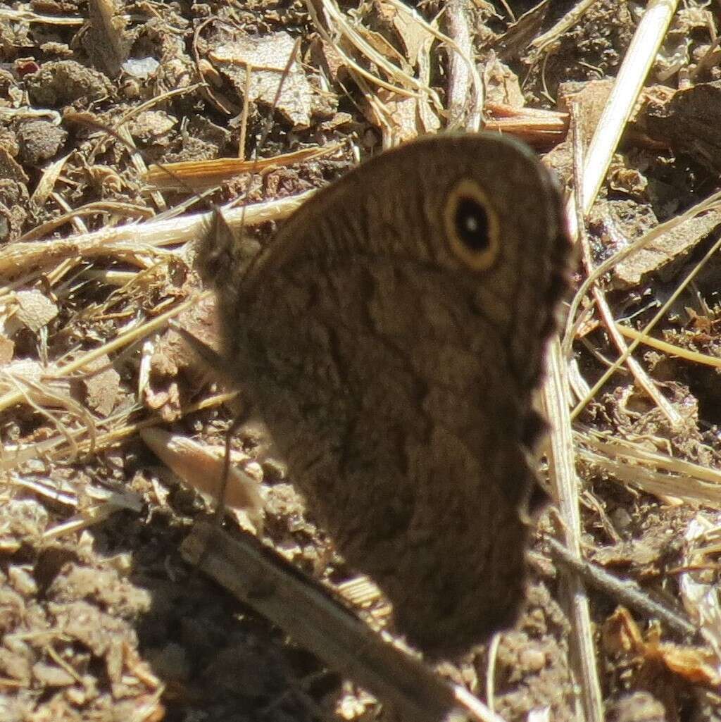 Image of Great Basin Wood Nymph