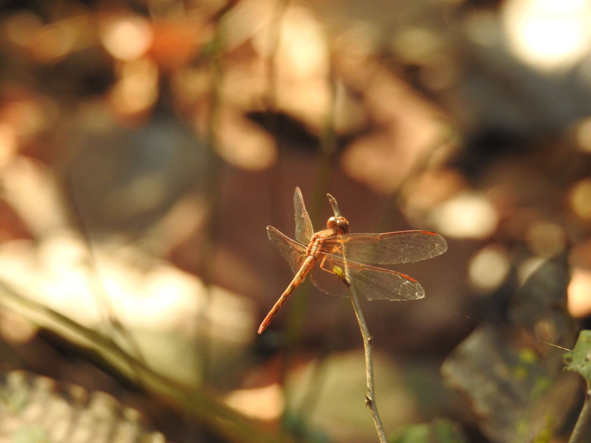 Image of Neurothemis intermedia Rambur 1842