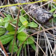 Imagem de Acalypha chamaedrifolia (Lam.) Müll. Arg.