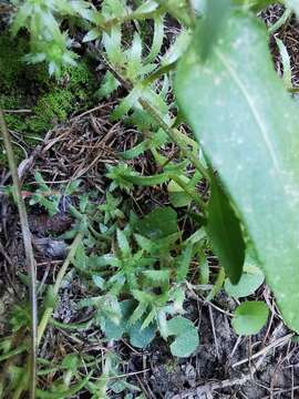 Image of Saxifraga aspera L.