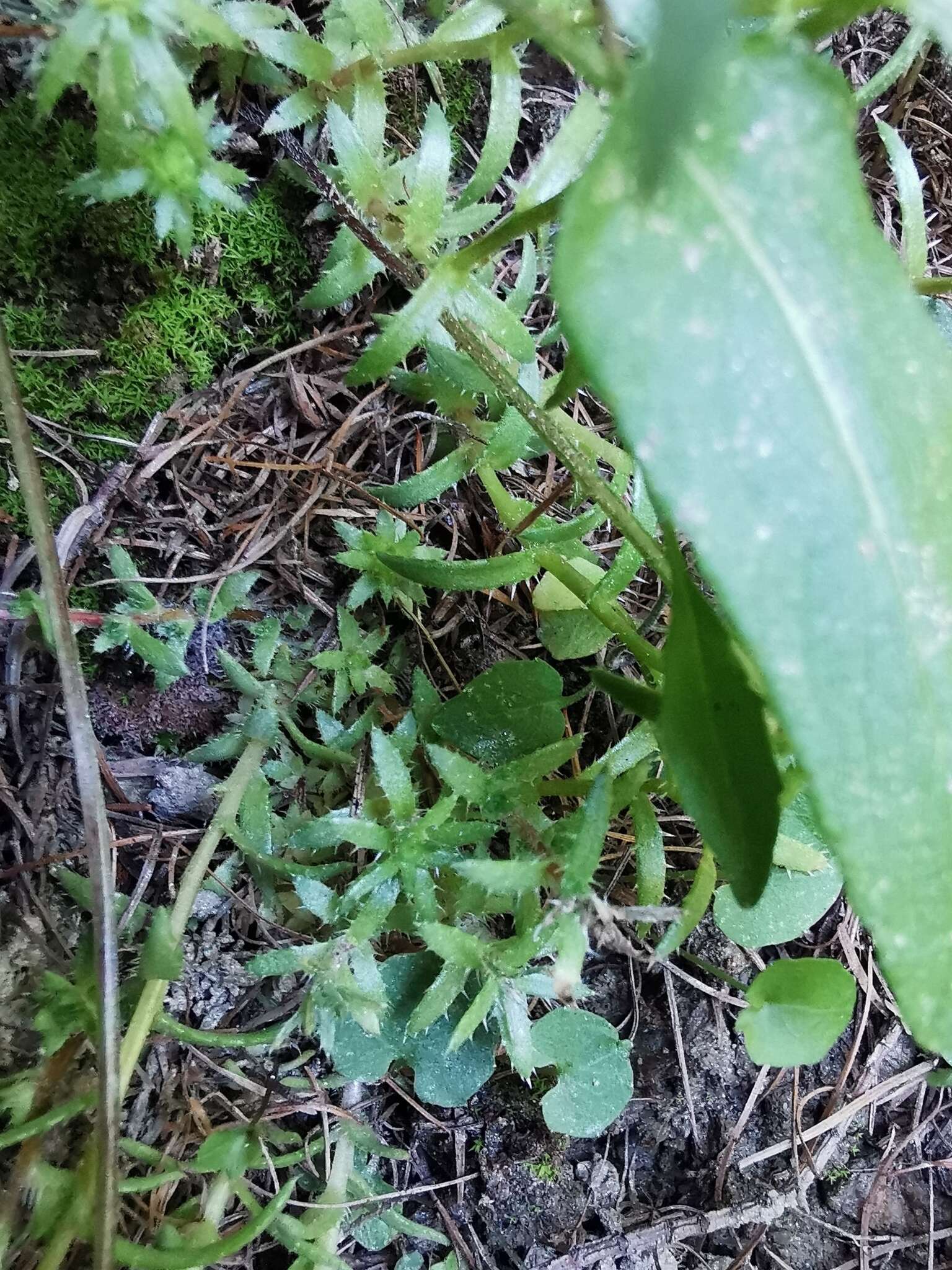 Imagem de Saxifraga aspera L.