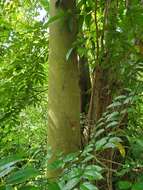 Image of Puerto Rico royal palm