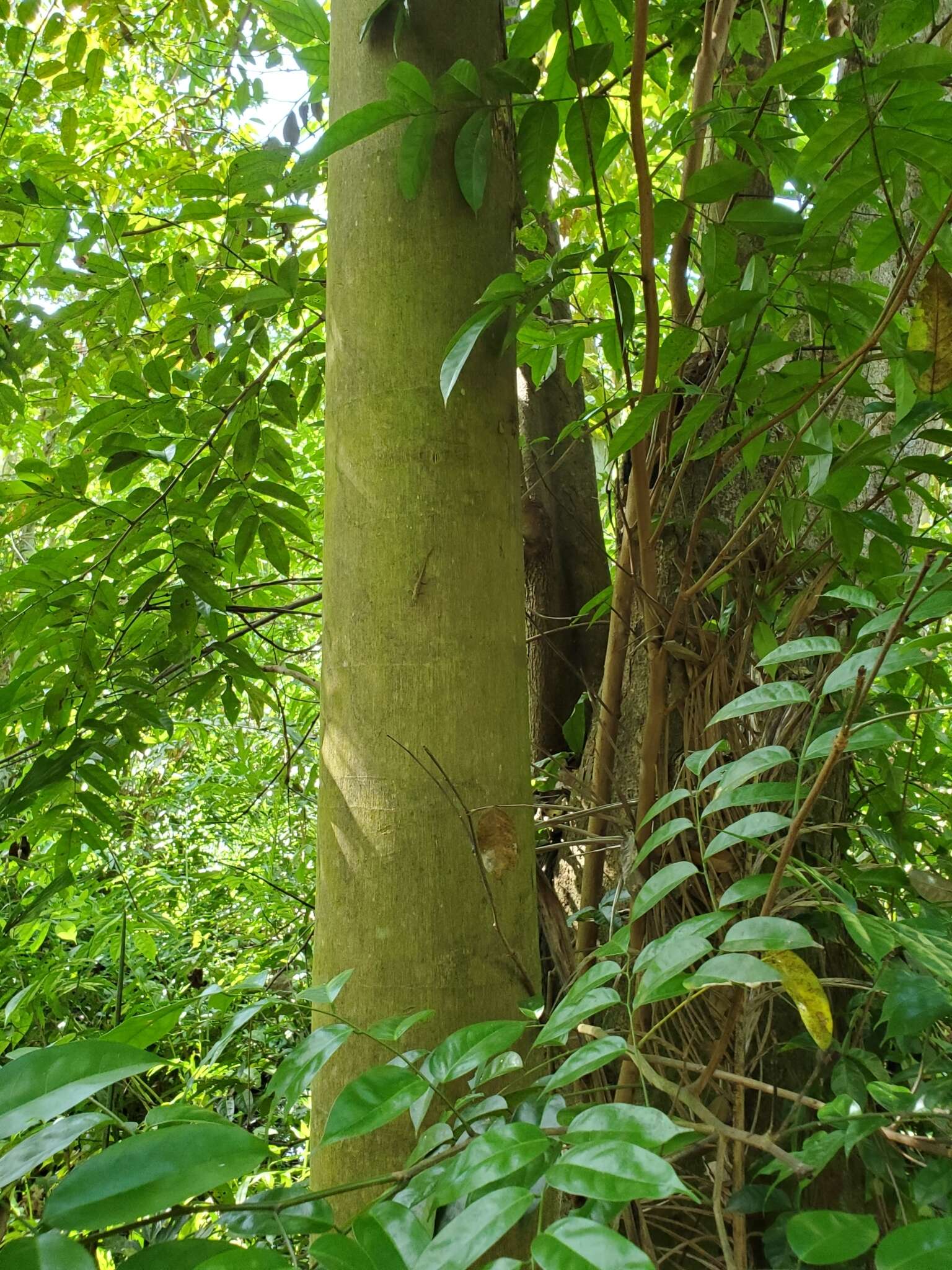 Слика од Roystonea borinquena O. F. Cook