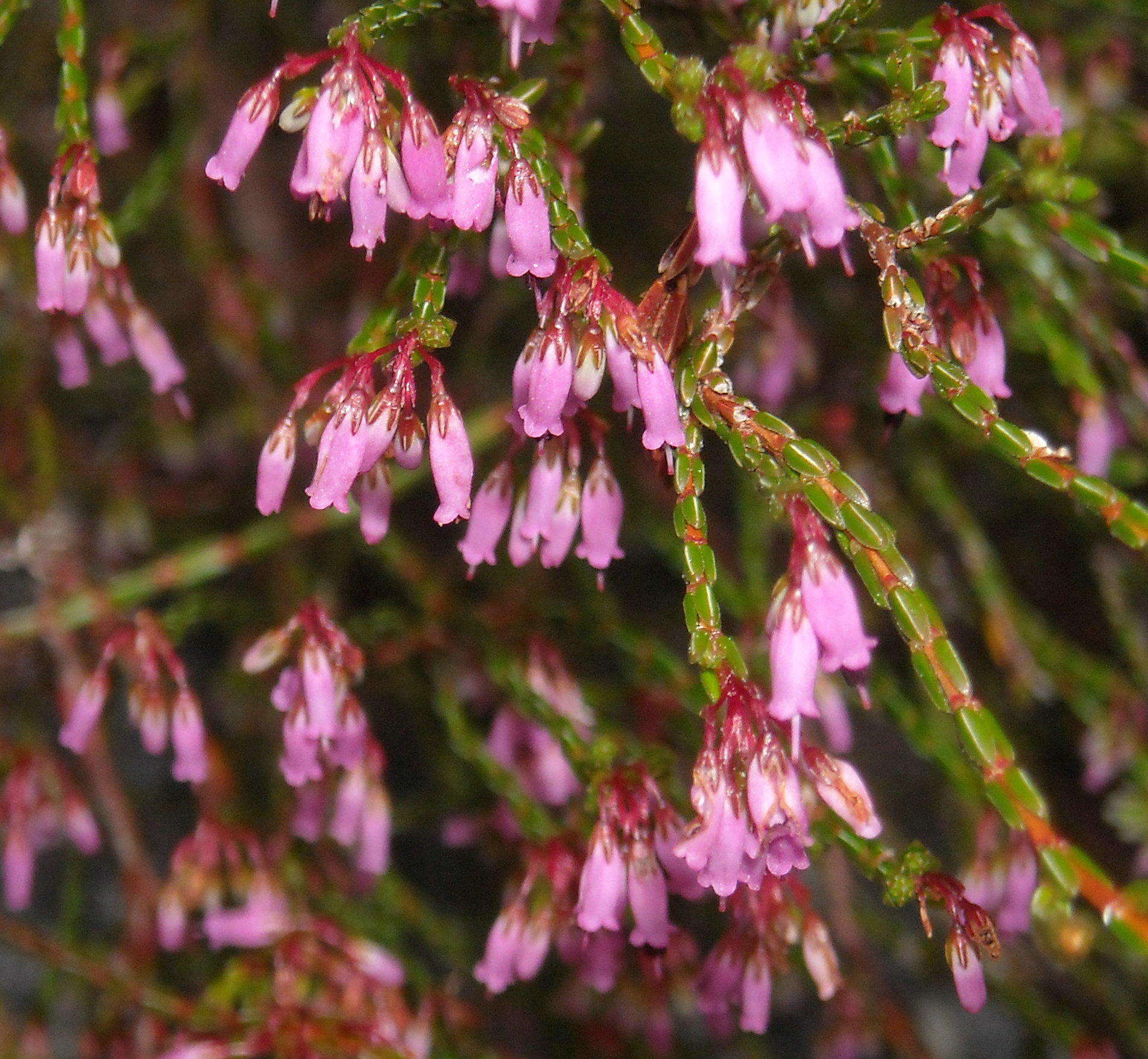 Imagem de Erica equisetifolia Salisb.