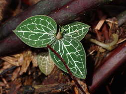 Image of Anoectochilus formosanus Hayata