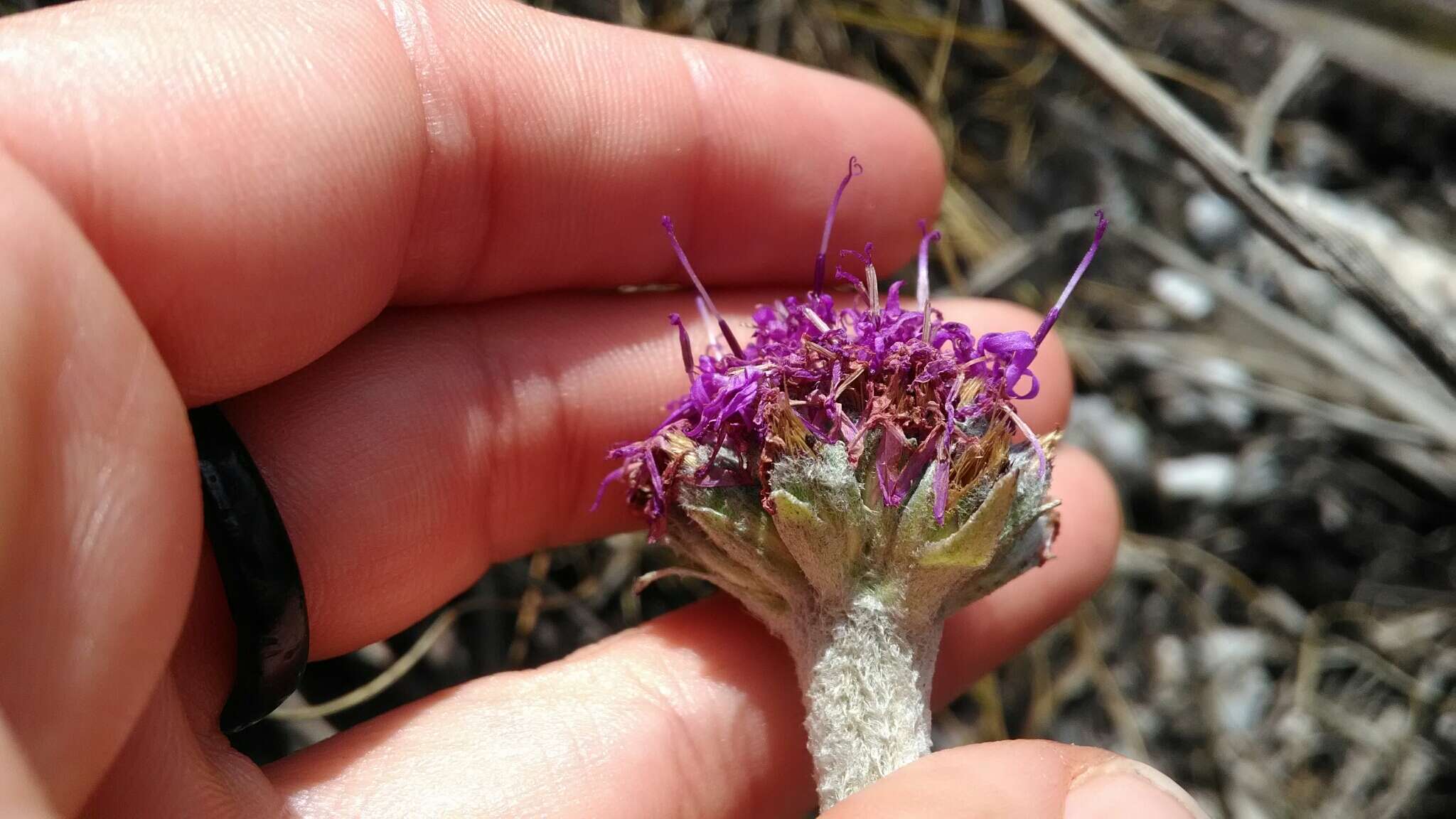 Image of Chresta plantaginifolia (Less.) Gardn.