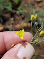 Image of Eriospermum abyssinicum Baker