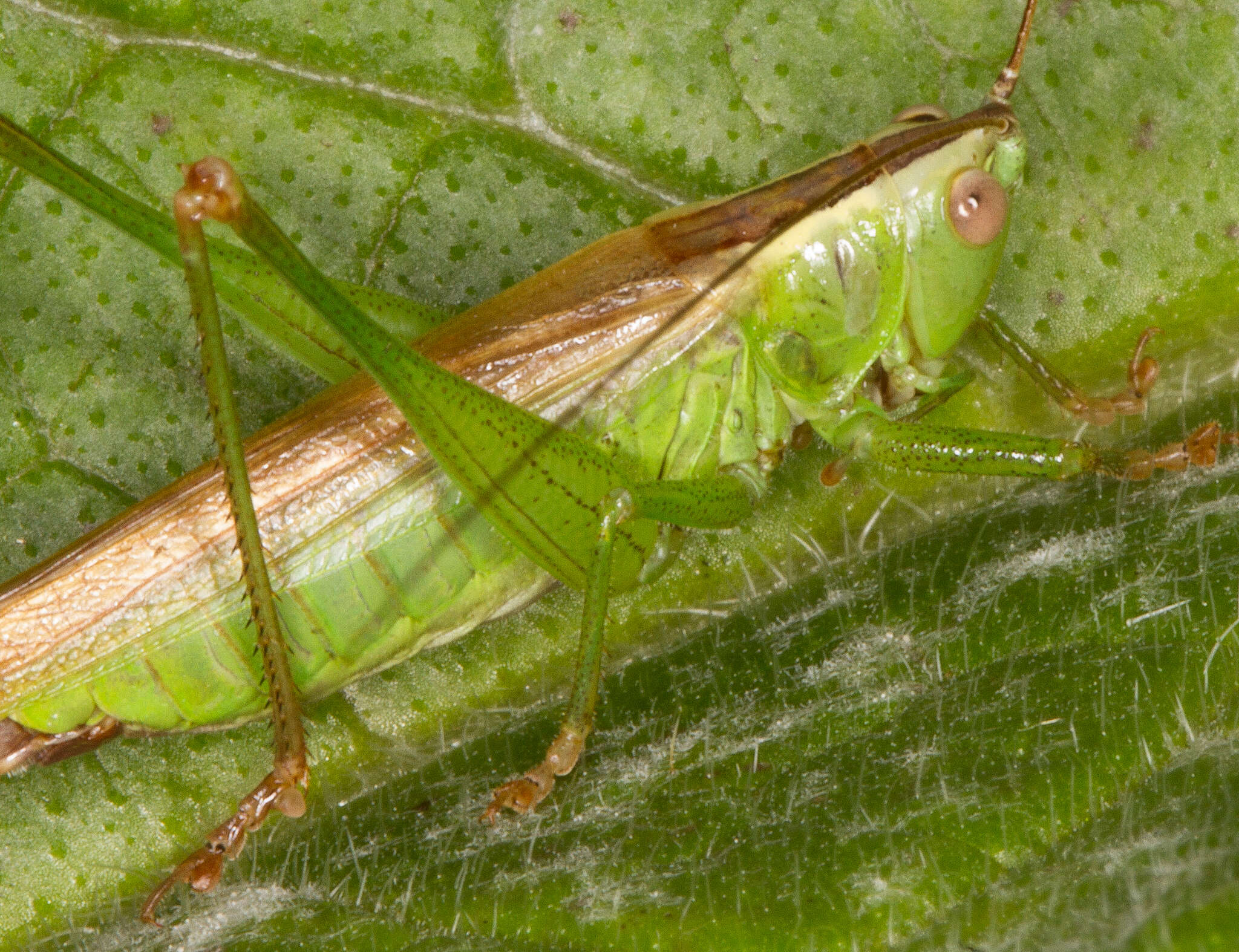 Image de Conocephalus (Anisoptera) fuscus (Fabricius 1793)