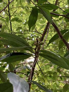 Imagem de Eustigma oblongifolium Gardner & Champ.