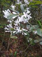 Image of Rudgea jasminoides (Cham.) Müll. Arg.