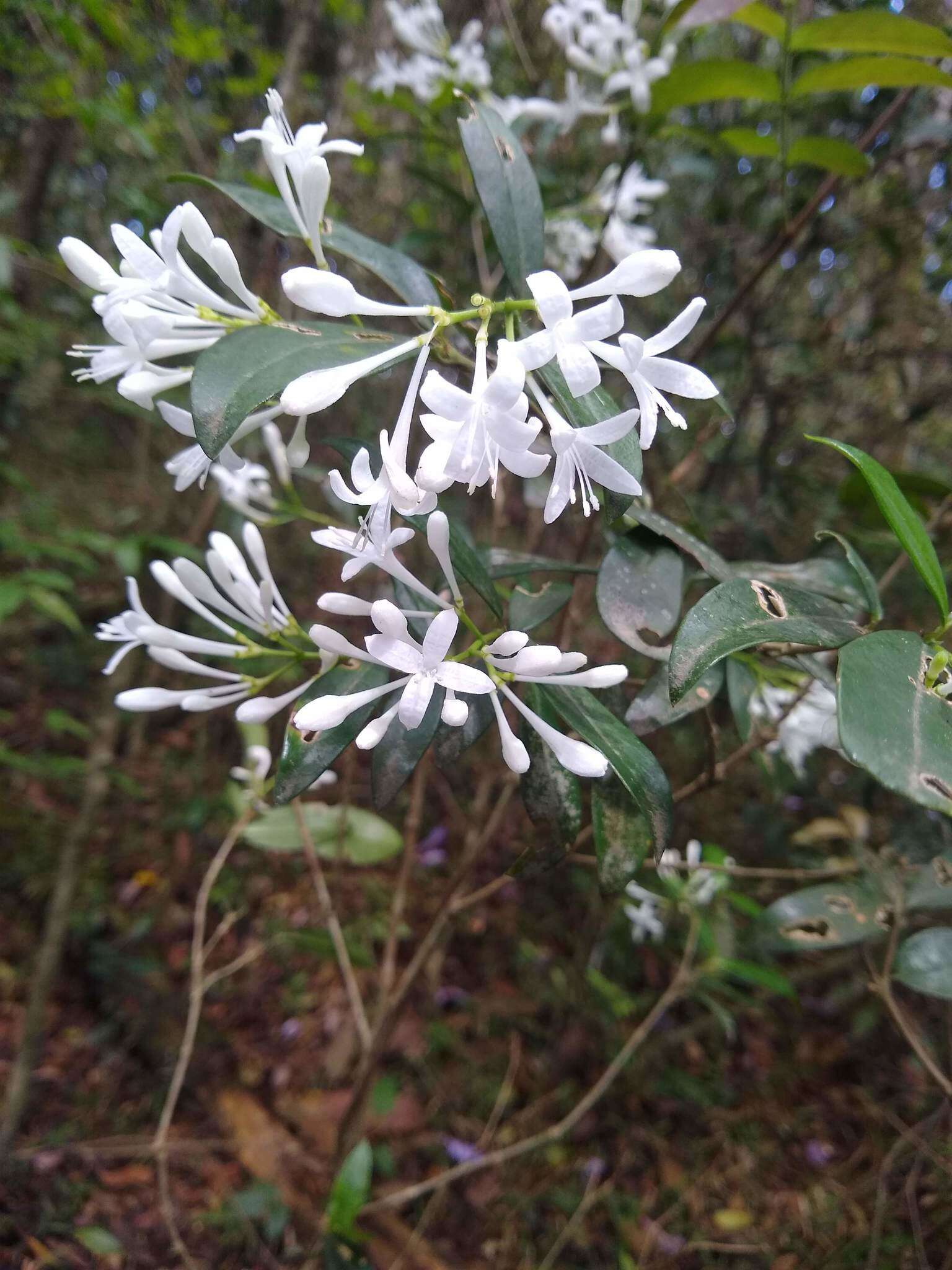 Image of Rudgea jasminoides (Cham.) Müll. Arg.