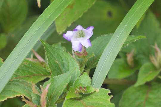 Imagem de Strobilanthes lachenensis C. B. Cl.