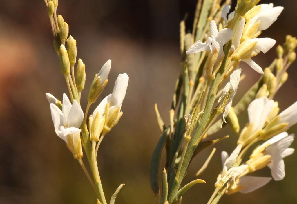 Image of Heliophila glauca Burch. ex DC.