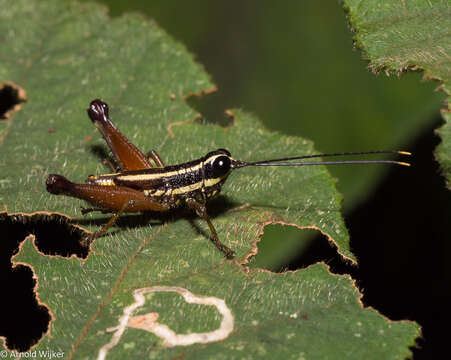 Image of Meltripata antennata (Miller & N. C. E. 1934)