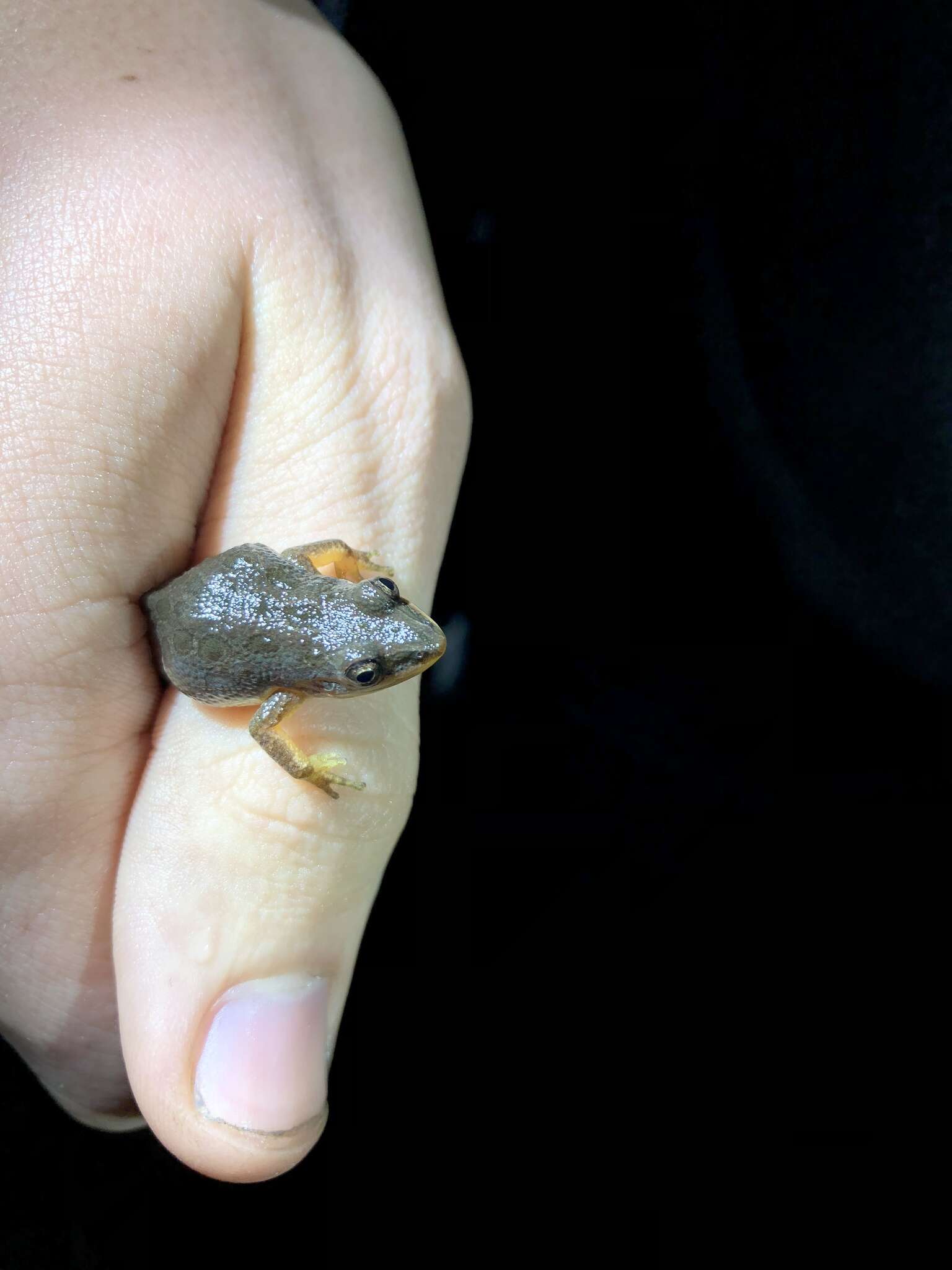 Image of Southern Chorus Frog