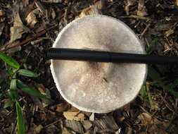 Image of Eastern Flat-topped Agaricus